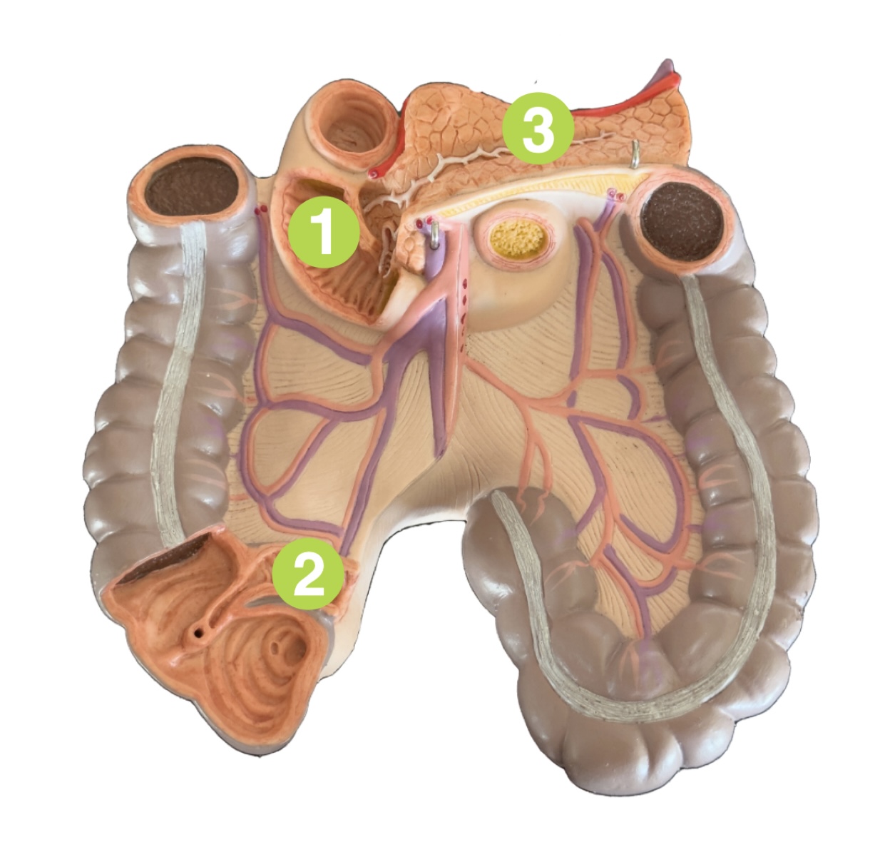 <p>Which segment of the small intestine is (2) pointing to?</p>
