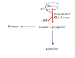 <p>- Glycolysis (Glucose-6-Phosphate)</p>