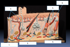 <p>What part of the nervous and muscle tissue structure is the section labeled #1?</p>