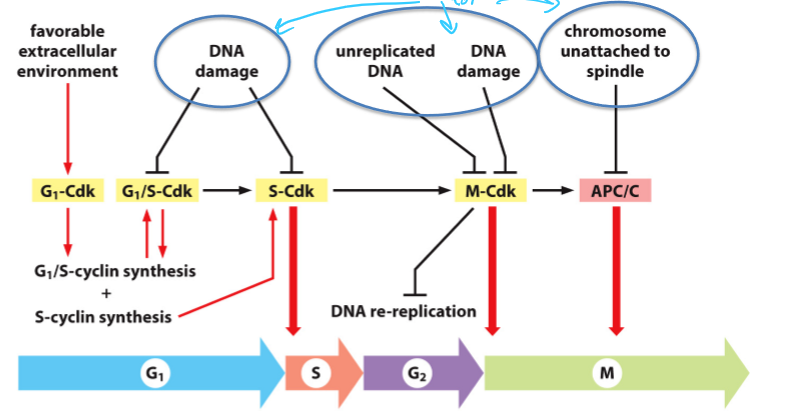 <ul><li><p>Transition is delayed</p></li><li><p>Inhibitory mechanisms act on cyclin complexes</p></li></ul><p></p>