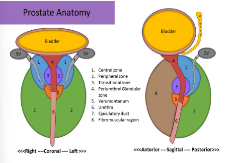 <p>Fibromuscular region </p>