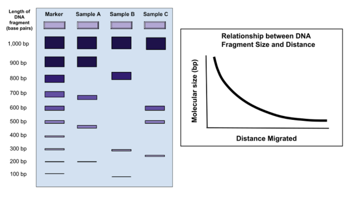 <p><span style="line-height: 1.5;">55. A student is analyzing the results of a gel electrophoresis and plots the relationship between DNA fragment size and distance. Observe the image below. What can be inferred from this data?</span></p><p><span style="line-height: 1.5;">A. Larger segments of DNA travel shorter distances in the gel</span></p><p><span style="line-height: 1.5;">B. Larger segments of DNA travel farther distances in the gel</span></p><p><span style="line-height: 1.5;">C. Shorter segments of DNA travel shorter distances in the gel</span></p><p><span style="line-height: 1.5;">D. None of the above is correct</span></p>