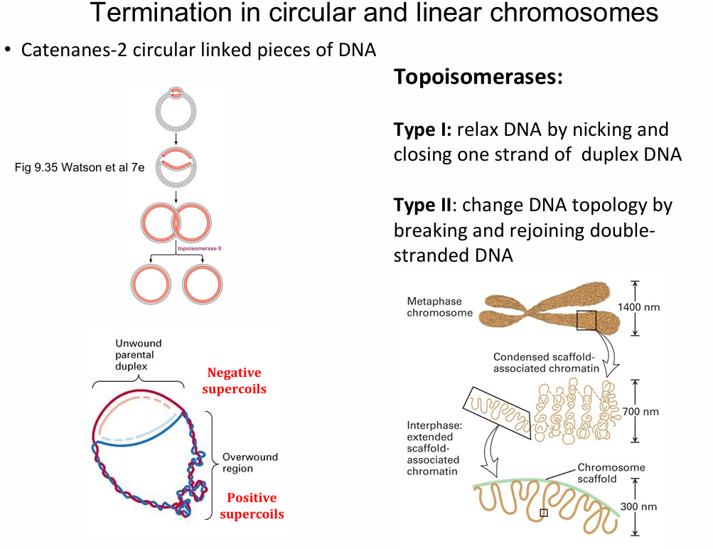 <p><span>Resolves topological problems during and after replication</span></p><p><span><strong>Type I</strong></span></p><ul><li><p>Relaxes supercoils/DNA</p></li><li><p>By nicking and closing <strong>one</strong> strand of the duplex DNA</p></li><li><p>Passes the other strand through the break</p></li></ul><p></p><p><strong>Type II</strong></p><ul><li><p>Change DNA topology by breaking and rejoining double-stranded DNA</p></li><li><p>Cuts <strong>both</strong> strands of the duplex</p></li><li><p>Passes another duplex through the break</p></li><li><p>Separates catenanes; introduces/removes supercoils</p></li><li><p>Requires ATP</p></li></ul><p></p>