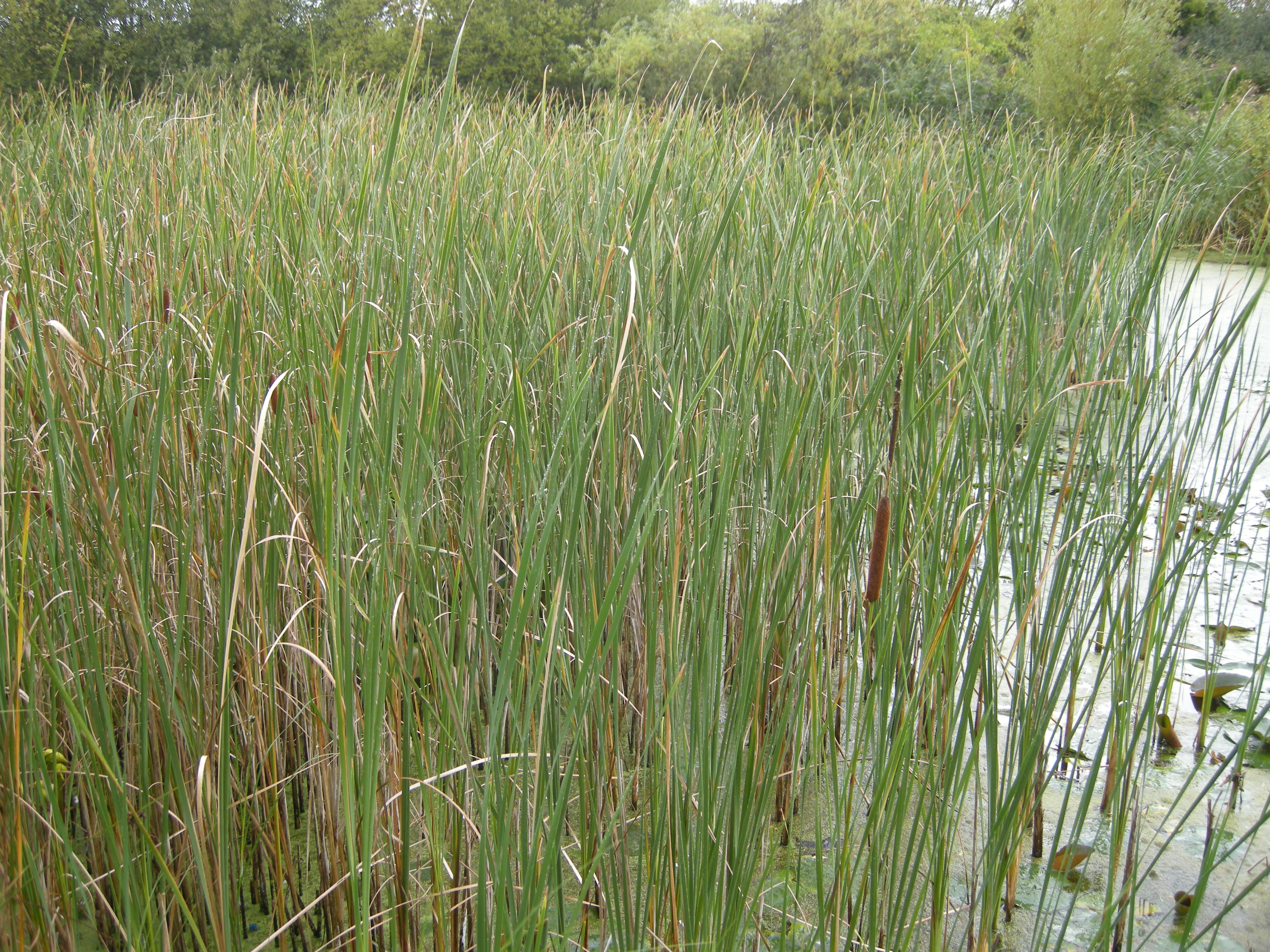 <p>A dense, tall, stand of flat, green ribbons in completely open, sunlit, marshes, or roadside ditches.</p>