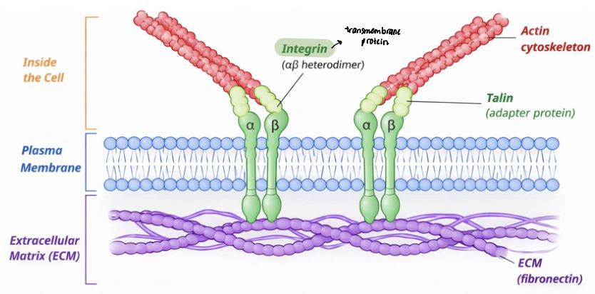 <p><span style="color: rgb(97, 246, 113);"><strong><u>integrin signaling</u></strong></span> is coupled to their physical linkage to the cytoskeleton </p><ul><li><p>adapter proteins link integrin cytoplasmic tails to the cytoskeleton </p></li><li><p>integrins physically connect ECM proteins (fibronectin) to actin filaments </p></li></ul><p><span style="color: rgb(255, 129, 129);"><strong><u>actin filaments</u></strong></span> terminate at _____________ at the plasma membrane </p><p>integrin clustering organizes multi-protein adhesion complexes, establishing a continuous structural linkage across the plasma membrane (signaling) </p>