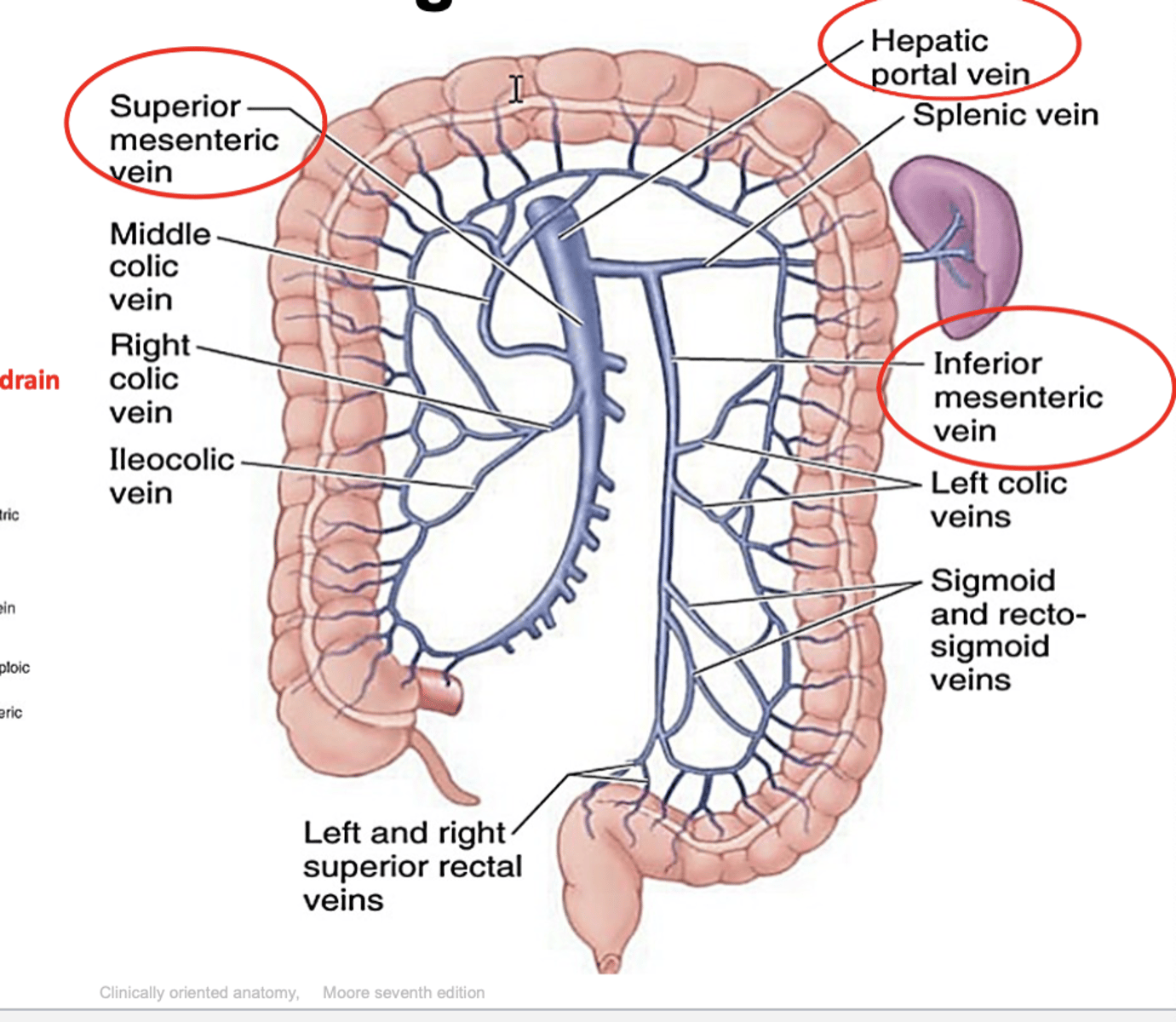 <p>superior and inferior mesenteric veins</p>