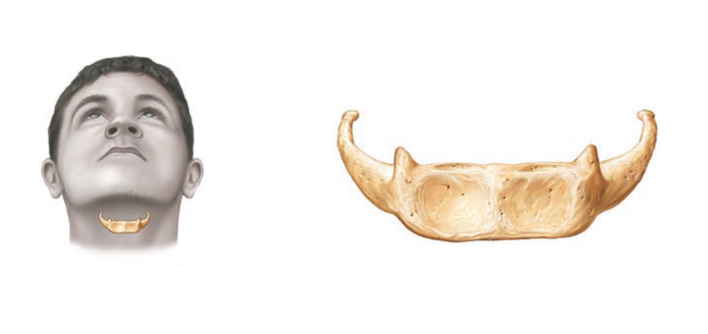 <p>Name this bone</p>