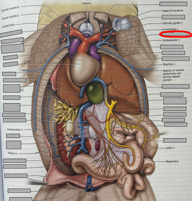 <p>What part of the organism is this?</p>