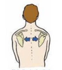 <p>scapular protraction</p>
