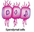 <p>Glial Cells: Ependymal Cells</p>