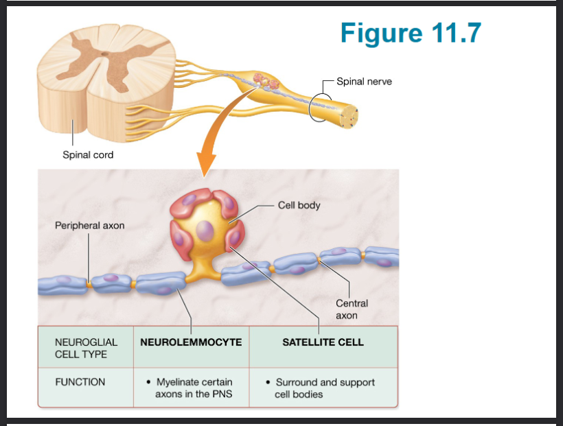 <p>mylenates axons of PNS</p>