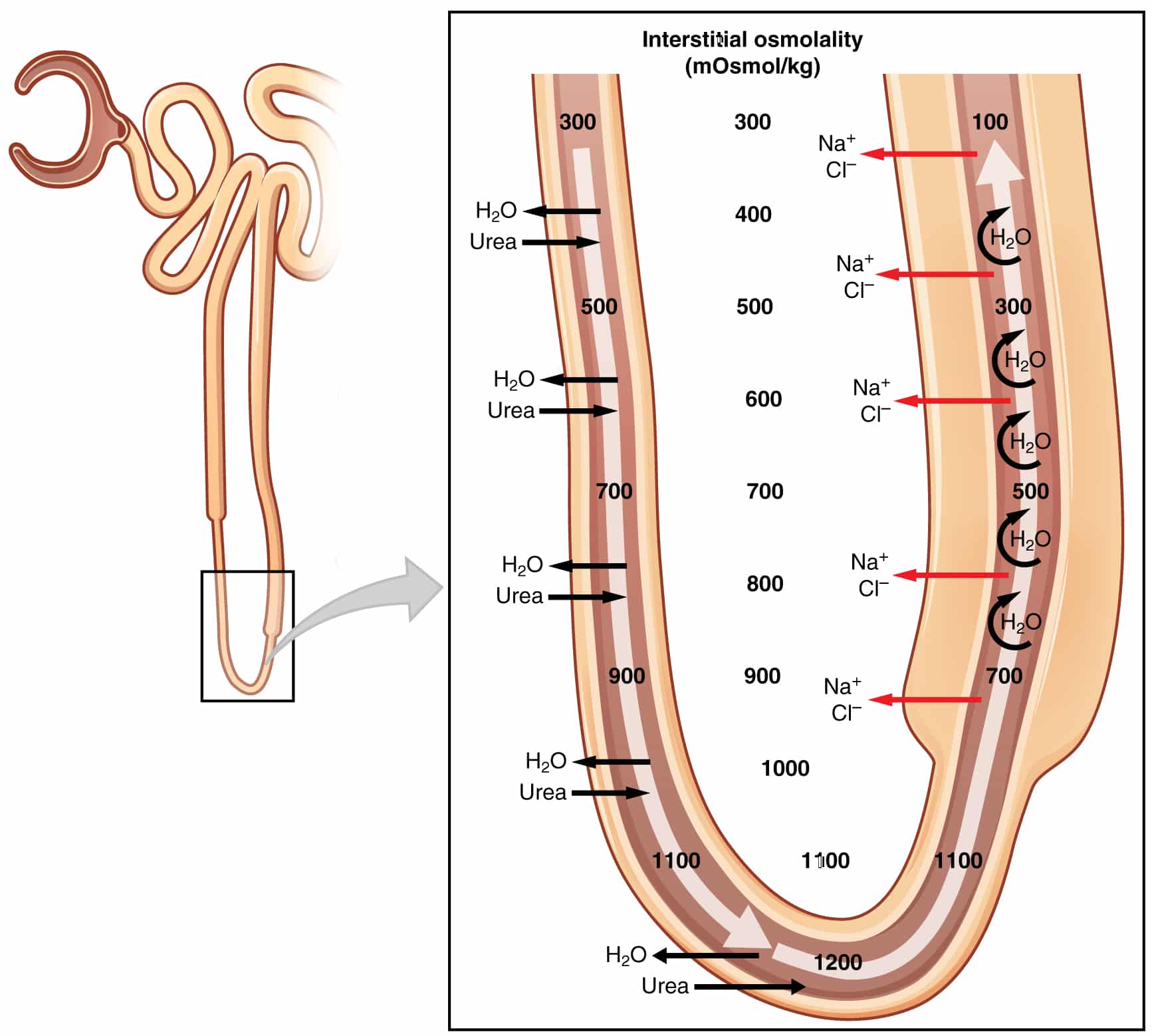 <p>descending loop of Henle(3rd step of kidneys)</p>
