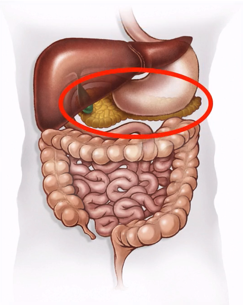 <p>Which part of the abdomen? (yellow portion)</p>