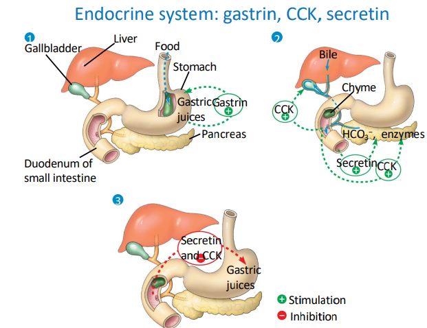 <p>Endocrine system of the digestive system</p><ol><li><p>gastrin stimulates production of … …</p></li><li><p>CCK stimulates release of digestive … and … from the … and the …</p></li><li><p>secretin stimulates release of … from the pancreas</p></li></ol><p></p>