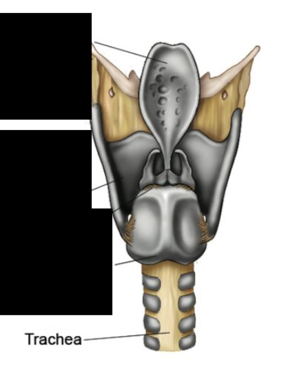<p>Windpipe conducting air from larynx to bronchi.</p>