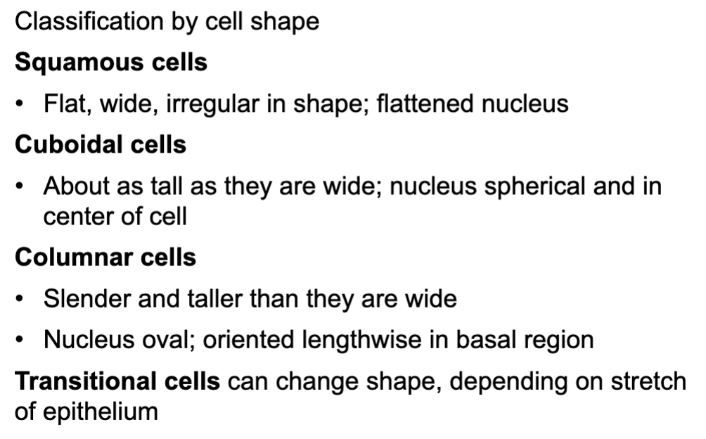 <p>Classifcation of Shapes</p>