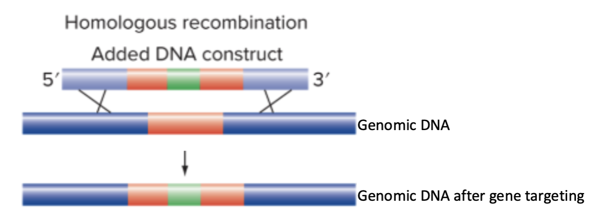 <p>Gene targeting can <strong><u>replace</u></strong> a genomic sequence in with the sequence from a donor DNA construct</p><p></p><p>If the goal is to knock out the endogenous gene, we can introduce a version of the allele has an insertion in the middle that renders the allele nonfunctional</p><p></p>