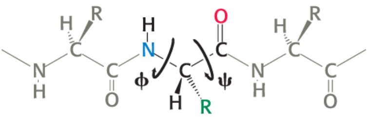 <p>Their angles determine <span>the path of the polypeptide chain.</span></p>