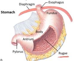 <p>stomach entry from esophagus<br>pylorus exit to small intestine<br>characteristic folds (rugae), mucosal surface!</p>