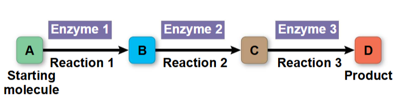 <p>een metabolische pathway begint met een specifiek molecule en eindigt in een specifiek product, elke stap wordt gekatalyseerd door een specifiek enzym </p>
