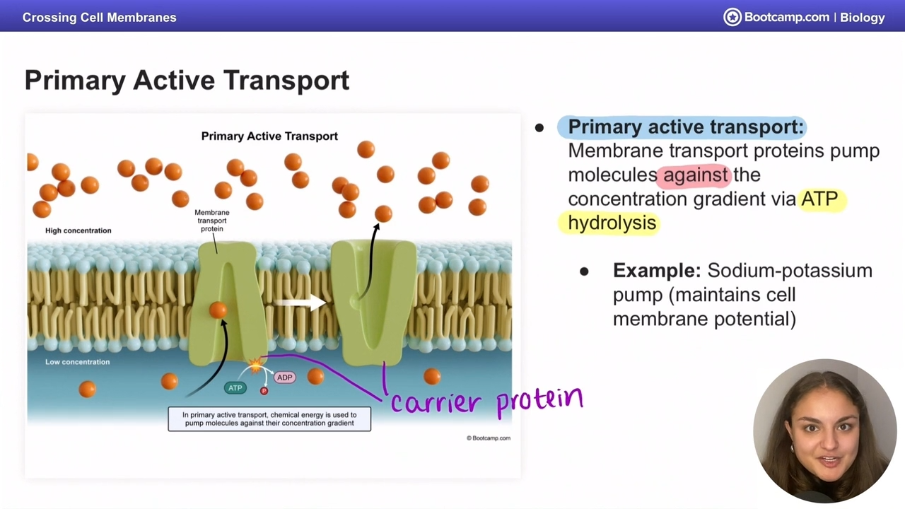 <p>membrane protiens pump molecules against concentration gradient via ATP hydrolysis</p>