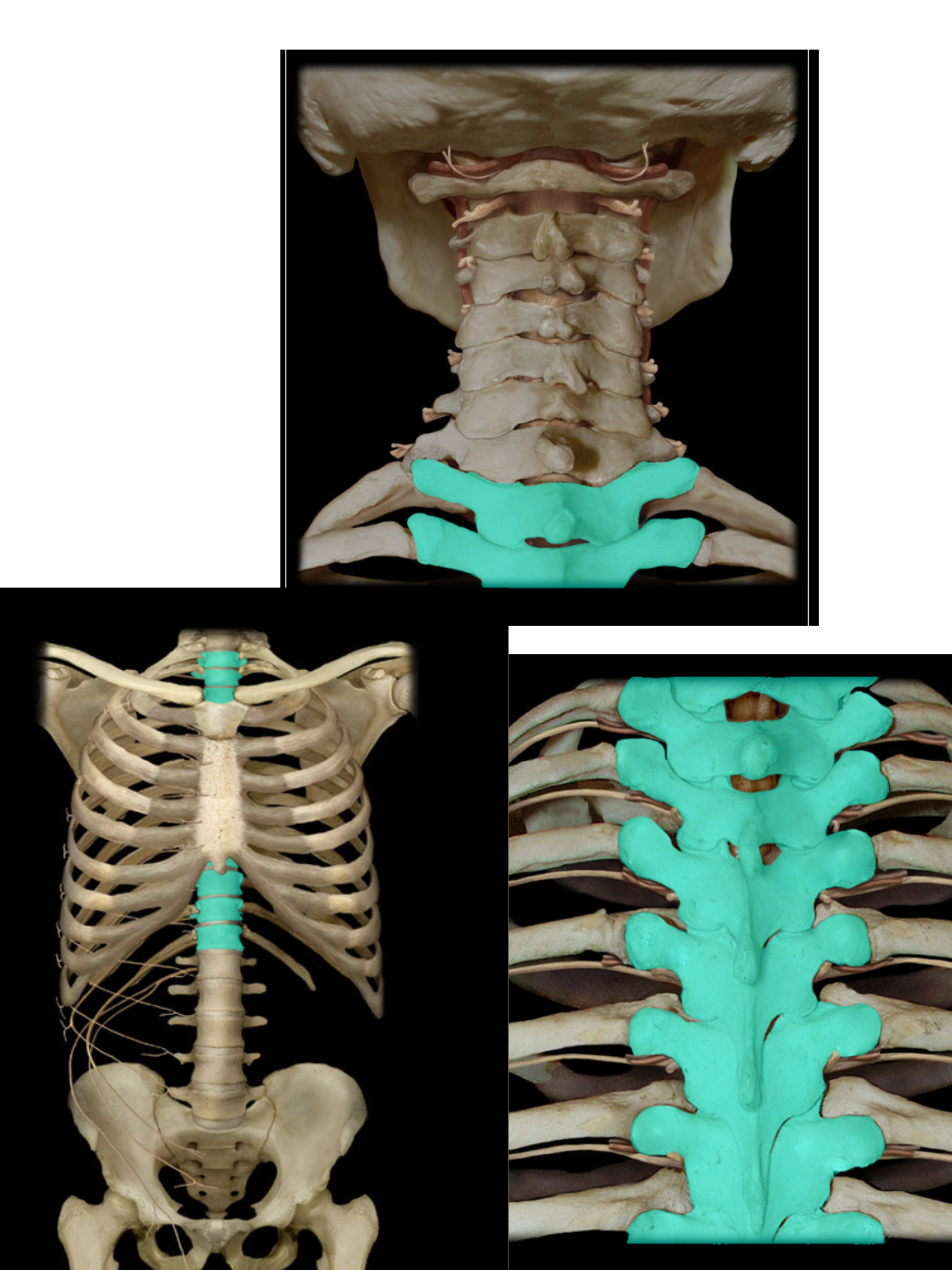 <p>Thoracic vertebra</p>