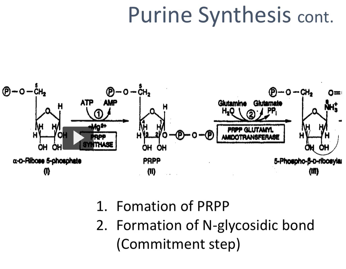 <p><u>Purine Synthesis cont.</u></p><ol><li><p><strong>Formation of PRPP</strong></p></li><li><p><strong>Formation of N-glycosidic bond (Commitment step)</strong></p></li></ol><p>The <strong>first reaction</strong> is the<strong> synthesis of PRPP</strong> (phospho-ribo-pyro-phosphate).</p><ol><li><p>a-D-ribose-5-phosphate (PRPP synthase) → <strong>PRPP</strong></p></li></ol><p>This first reaction requires ATP. The ATP will donate the pyro-phosphate (two phosphates)</p><ol start="2"><li><p>PRPP (<strong>PRPP Glutamyl <u>Amido</u>-transferase</strong>) →<strong> 5-phospho-ribosyl<u>amine</u></strong></p></li></ol><p>PRPP Glutamyl Amido-transferase: Enzyme that transfers an amide nitrogen from glutamine to <strong>PRPP</strong></p><p>Reaction #2 is the introduction of nitrogen. This nitrogen group is donated by glutamine. Glutamine will use the energy of the pyro-phosphates to move the ammonia into PRPP.</p><p><strong>Reaction #2</strong> is a very important reaction for <strong>two reasons</strong>. The first reason is it is the <strong>commitment step</strong>. <strong>It </strong>is the <strong>commitment step because there is no other</strong> use of<strong> 5-phospho-ribosylamine </strong>than to<strong> create Purine nucleotides.</strong></p><p>The second reason is that, in reaction #2, once you put the nitrogen there, you are creating the <strong>glycosidic bond</strong>. The <strong>glycosidic bond</strong> is the bond that holds the <strong>nitrogen base</strong> to the <strong>sugar.</strong></p>