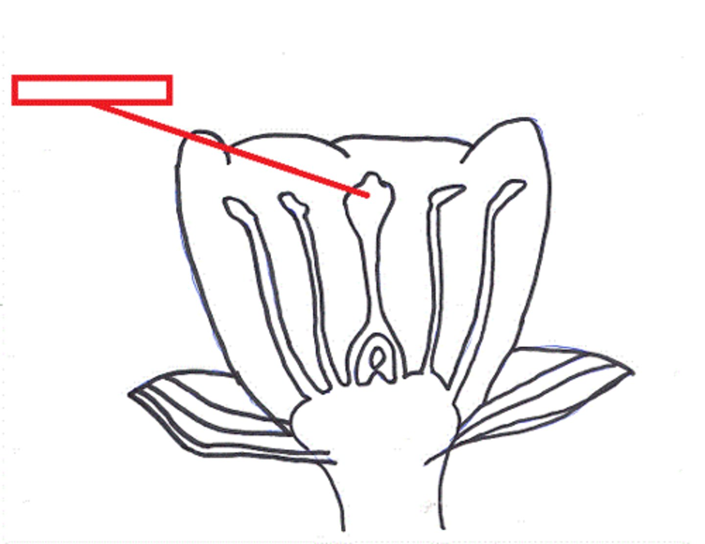 <p>The top of the central female part of a flower, where pollen is received</p>