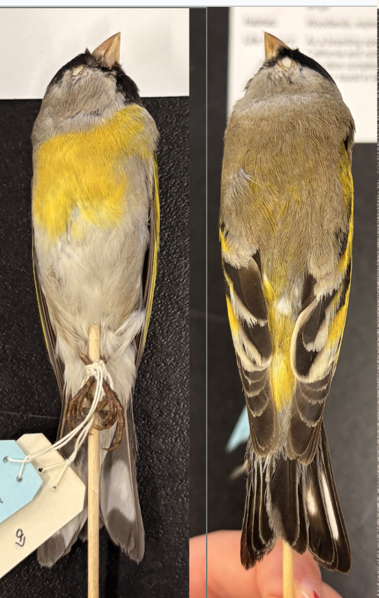 <p>• Brownish-gray upperparts, head, and flanks</p><p>• <strong>White undertail coverts</strong></p><p>• <strong>Yellowish-gray rump, breast, and wing bars</strong></p><p>• Yellow-edged primaries and white underwing coverts</p><p>• <strong>Flesh-colored bill</strong></p><p>• White band across dark tail</p>
