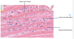 <p>name the tissue on the top</p><p>name the 2 structures</p>