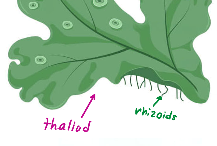 <p>A Thallus includes a simple root-like structure called the …</p>