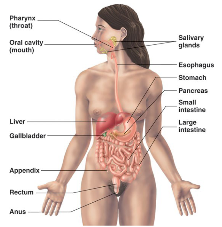 <ul><li><p>accessory digestive organs</p></li><li><p>organs of the gastrointestinal (digestive) tract</p></li></ul><p></p>