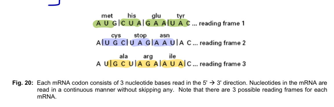 <p>General features</p><ul><li><p><strong>sequence of triplet bases</strong> in the <strong>non-template/non-transcribed strand</strong> of DNA</p></li><li><p>64 possible codons</p></li><li><p>61 code for amino acids and include a start signal (start codon)</p></li><li><p>3 serve as termination signals of polypeptide synthesis (stop codons) —> do not code for any a.a</p></li></ul><p></p><p>Key features</p><p>*TUND - Triple, Universal, Non-overlapping, Degenerate code</p><ol><li><p><mark data-color="yellow" style="background-color: yellow; color: inherit;">The genetic code is </mark><strong><mark data-color="yellow" style="background-color: yellow; color: inherit;">a </mark><u><mark data-color="yellow" style="background-color: yellow; color: inherit;">triplet</mark></u><mark data-color="yellow" style="background-color: yellow; color: inherit;"> code</mark></strong></p></li></ol><ul><li><p>each mRNA codon that specifies an amino acid in a polypeptide chain consists of<u> 3 nucleotide bases</u></p></li></ul><ol start="2"><li><p><mark data-color="blue" style="background-color: blue; color: inherit;">The genetic code is (almost) </mark><strong><mark data-color="blue" style="background-color: blue; color: inherit;">universal</mark></strong></p></li></ol><ul><li><p>same code is used by <strong>almost all organisms</strong></p></li><li><p>for instance, the codon AGA specifies the amino acid arginine in bacteria, human and all other organisms whose genetic code has been studied</p></li></ul><ol start="3"><li><p><mark data-color="red" style="background-color: red; color: inherit;">The genetic code is continuous and </mark><strong><mark data-color="red" style="background-color: red; color: inherit;">non-overlapping</mark></strong></p></li></ol><ul><li><p>each codon is read as a triplet in the<strong> 5’ to 3’ direction</strong></p></li><li><p>nucleotides in the mRNA are read continuously as <strong>successive groups of 3 nucleotides</strong>, one codon at a time <strong>without skipping any nucleotides</strong></p></li><li><p>as the genetic code is read in blocks of 3 nucleotides, there can be 3 possible <strong>reading frames</strong> for every mRNA sequence</p></li></ul><ol start="4"><li><p><mark data-color="purple" style="background-color: purple; color: inherit;">The genetic code is </mark><strong><mark data-color="purple" style="background-color: purple; color: inherit;">degenerate</mark></strong><mark data-color="purple" style="background-color: purple; color: inherit;"> but </mark><strong><mark data-color="purple" style="background-color: purple; color: inherit;">unambiguous</mark></strong></p></li></ol><ul><li><p>a single amino acid can be coded by more than one different codon (e.g. UUU and UUC code for the same amino acid, phenylalanine)</p></li><li><p>in the genetic code, there are more codons than amino acids</p></li><li><p>only 2 amino acids - methionine (AUG) and tryptophan (UGG) are coded for by a single codon each</p></li><li><p>however, each codon codes for just one amino acid, thus the code is unambiguous</p></li><li><p>most of the amino acids are encoded by <strong>degenerate codons</strong> that <strong>differ</strong> in the<strong> 3rd position</strong> (3rd base) of the codon; thus mutations can arise in this position of the codon without altering amino acid sequences —> <strong>silent mutations</strong></p><ul><li><p>e.g. arginine is coded for by 4 degenerate codons - CGU, CGC, CGA, CGG (differ only in 3rd base)</p></li></ul></li></ul><ol start="5"><li><p><strong><mark data-color="green" style="background-color: green; color: inherit;">Wobble base phenomenon</mark></strong><mark data-color="green" style="background-color: green; color: inherit;"> occurs</mark></p></li></ol><ul><li><p>a <strong>single tRNA</strong> can recognise <strong>2 or more of the degenerate codons</strong></p><ul><li><p>phenylalanine tRNA with the anticodon AAG recognises not only the complementary mRNA codon UUC but also UUU</p></li></ul></li><li><p>violation of the usual rules of base-pairing at the 3rd nucleotide of a codon is called <strong>wobble</strong></p></li><li><p><strong>base pairing at the 3rd base</strong> is <strong>not so specific</strong> - change in the 3rd base by a mutation may still permit the correct incorporation of a given amino acid in a polypeptide</p></li></ul><ol start="6"><li><p><mark data-color="yellow" style="background-color: yellow; color: inherit;">The genetic code has punctuation codons - </mark><strong><mark data-color="yellow" style="background-color: yellow; color: inherit;">start and stop codons</mark></strong></p></li></ol><ul><li><p>start codon</p><ul><li><p>within an mRNA message, the <strong>start signal</strong> for protein synthesis is the <strong>start codon AUG</strong>, which codes for the incorporation of <strong>methionine</strong></p></li><li><p>start codon defines</p><ul><li><p>the <strong>first amino acid </strong>of the polypeptide chain</p></li><li><p><strong>reading frame</strong> used from that point on</p></li></ul></li></ul></li><li><p>stop codon</p><ul><li><p>3 stop codons <strong>UAA, UAG and UGA </strong>are <strong>stop signals</strong> in the mRNA message marking the end of the protein synthesis - <strong>do not </strong>code for any amino acid</p></li><li><p>there is no tRNA with an anticodon complementary to these 3 codons</p></li></ul></li></ul><p></p>
