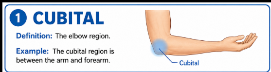 <p>The elbow region.</p>