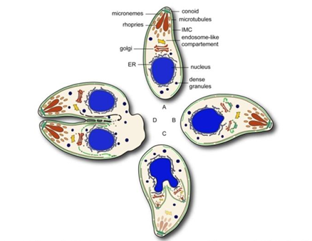 <p>Endodiogenia </p>