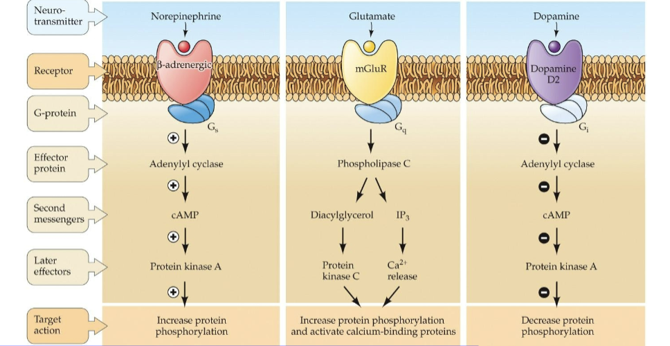 <p>Effector protein → second messenger → later effector protein</p><p>Gs: adenylyl cyclase → cAMP → protein kinase A (stimulatory)</p><p>Gq: phospholipase C → diacylglycerol and IP3 (second messengers) → protein kinase C and Ca2+ (second messenger)</p><p>Gi: ↓ adenylyl cyclase → ↓ cAMP → ↓ protein kinase A (inhibitory</p>