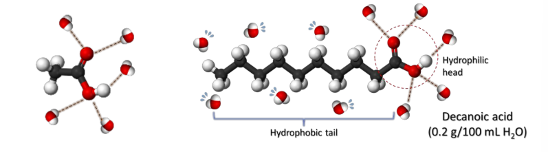 <p><strong><u>Physical Properties of Carboxylic Acids </u></strong></p><p>(3) Higher _____ in water compared to <strong>alcohols </strong>and <strong>aldehydes </strong></p><ul><li><p><strong>Water solubuility decreases </strong>as the <span style="color: blue;"><strong>relative size of they hydrophobic protion of the molecule increases <mark data-color="blue" style="background-color: blue; color: inherit;">(Hydrophobic tail) </mark></strong></span></p></li></ul><p></p>