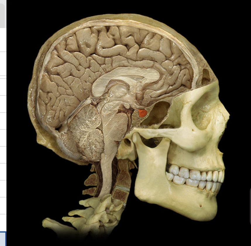 <p>What brain part is this?</p>