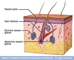 <p>glands found on almost all body surfaces that help regulate body temperature by secreting sweat</p>