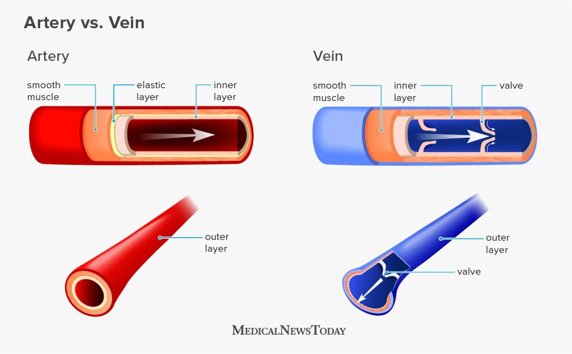 <p><strong>Veins</strong></p>