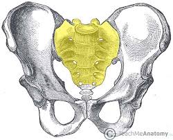 <p>Located at the base of the spine, between the lumbar vertebrae and the coccyx.</p>