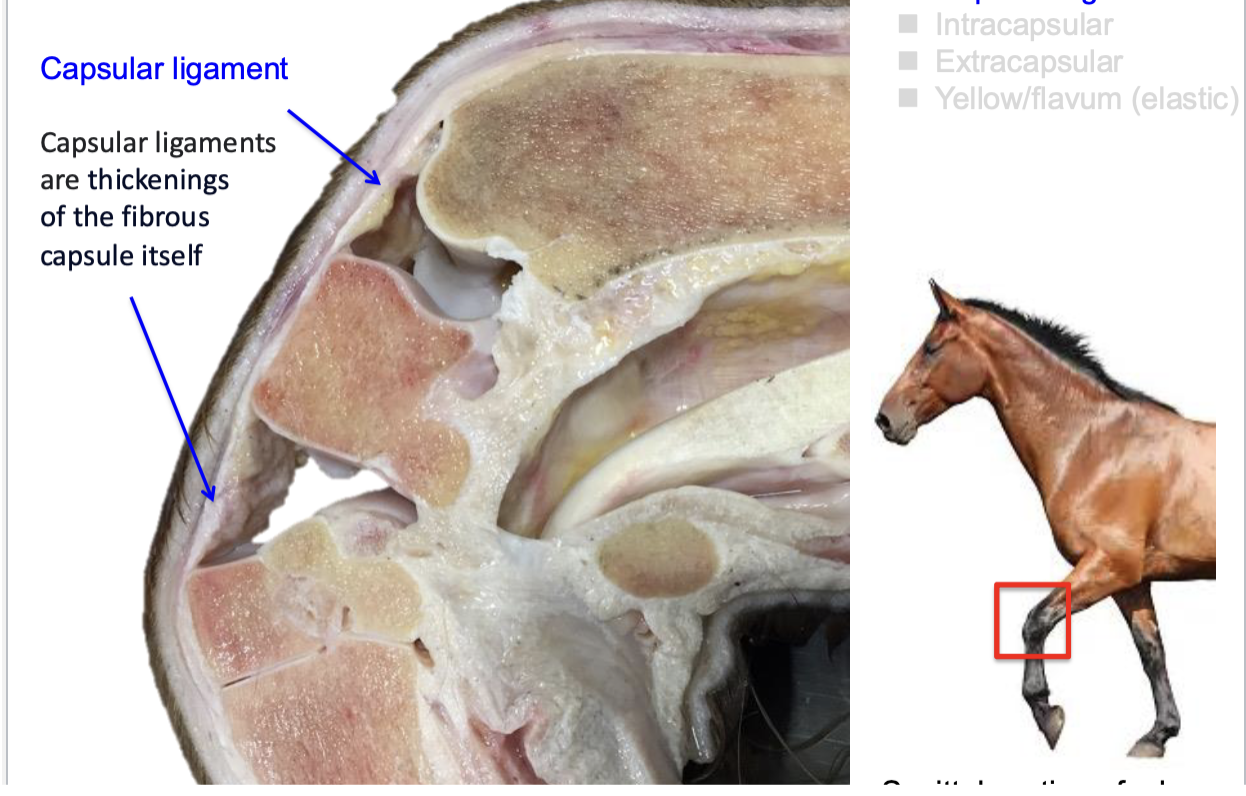 <p>capsular ligament </p>