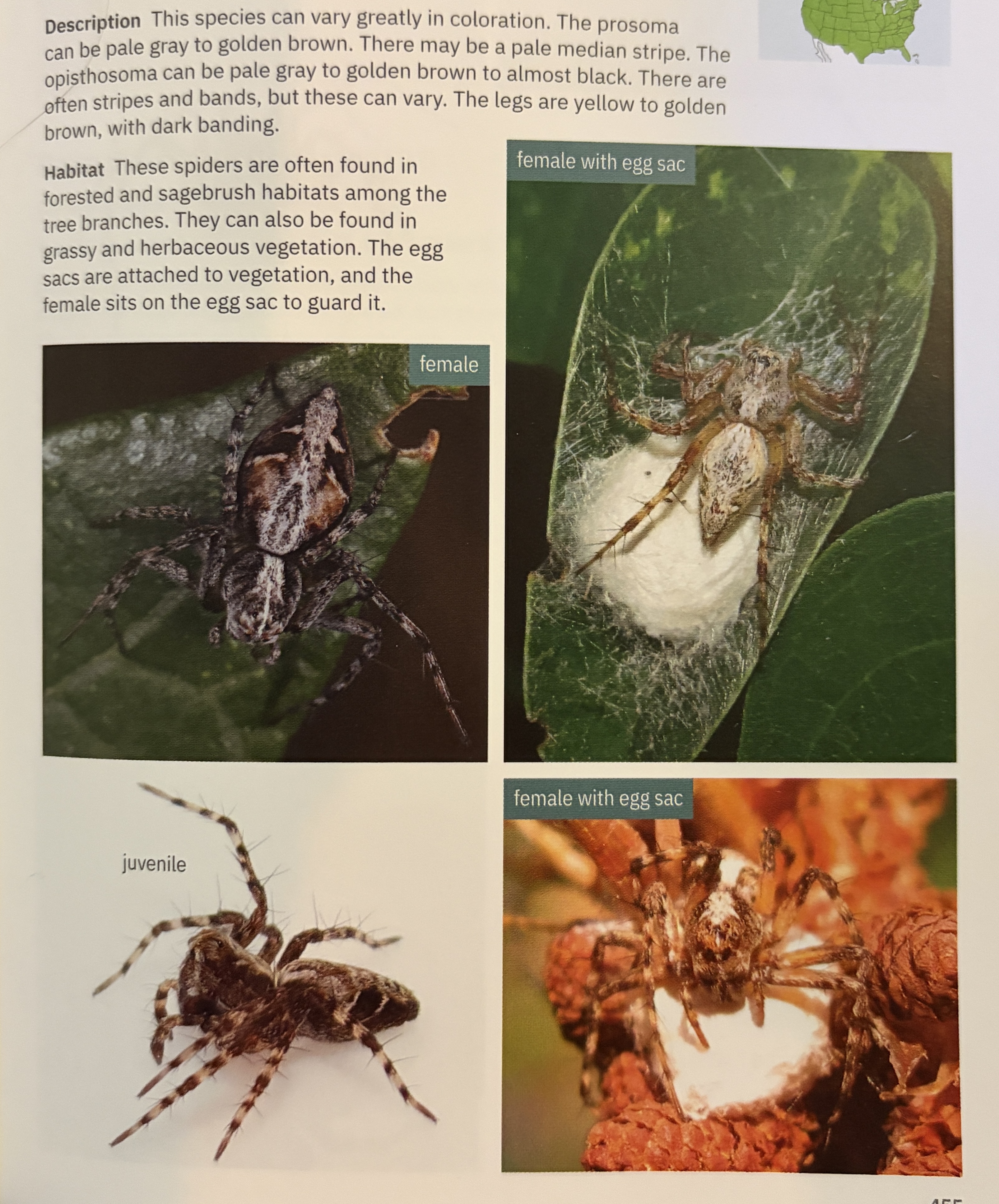 <p>Oxyopes scalaris - “western lynx spider”</p><p>family: Oxyopidae</p>