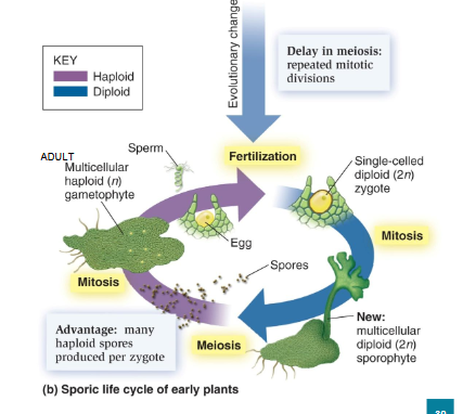 <ol><li><p>multicellular diploid (2n) sporophyte makes haploid spores through meiosis</p></li><li><p>haploid spores dispersed and undergo mitosis to make multicellular haploid gametophyte</p></li><li><p>gametophyte makes gametes through mitosis</p></li><li><p>fertilization → single-celled diploid zygote → sporophyte</p></li></ol><p></p>