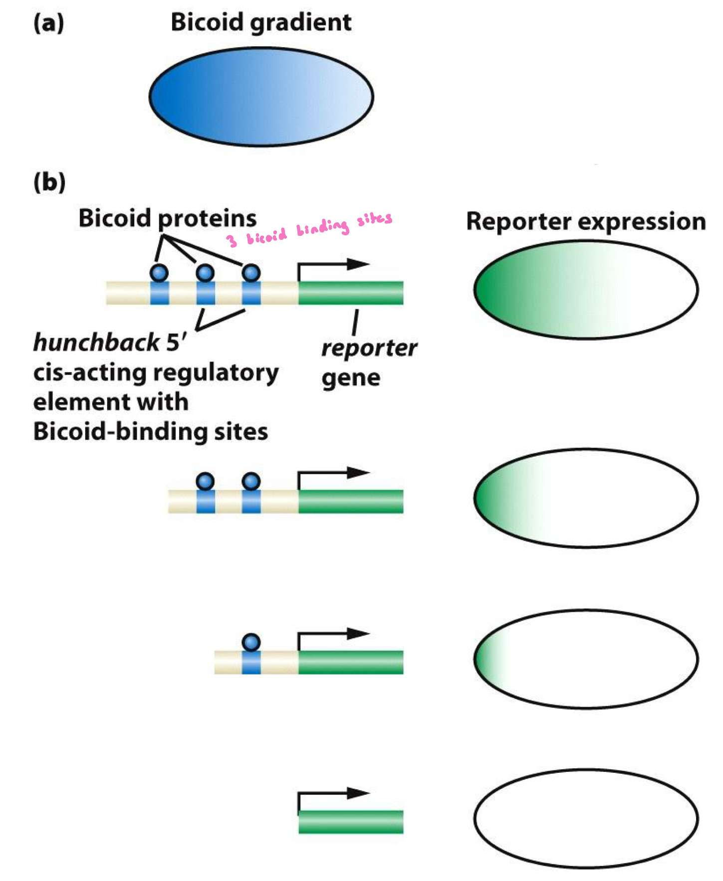 <p>a) reporter gene construct expressed in Drosophila embryo</p><p>b) reporter gene under the control of Hb regulatory sequences that contain Bicoid binding sties</p><p></p>