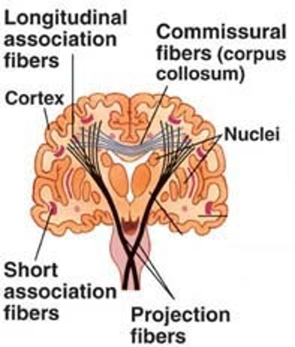 <p>Connect hemispheres</p>