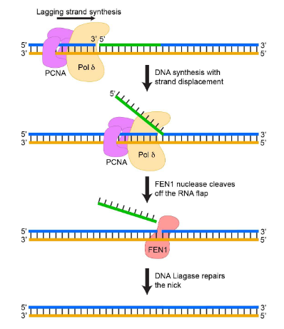 <ul><li><p>Pol delta, the lagging strand Pol, displaces the primer as it synthesizes from a free 3’ end</p></li><li><p>The displaces flap is then removed by FEN1</p></li></ul><p></p><p></p>