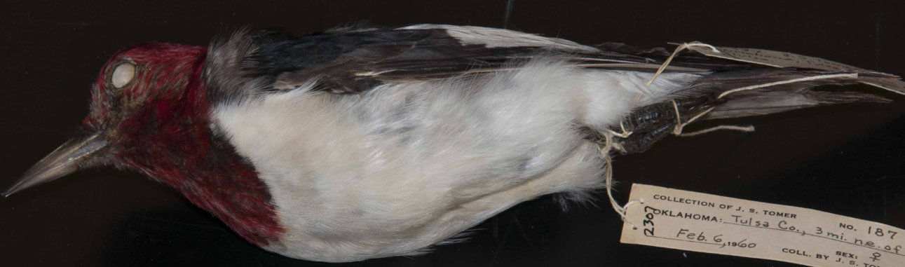 <p>Red-headed Woodpecker</p>
