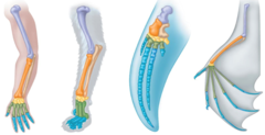 <p>The study of the body structures (morphology) in different organisms to determine evolutionary relatedness.</p>