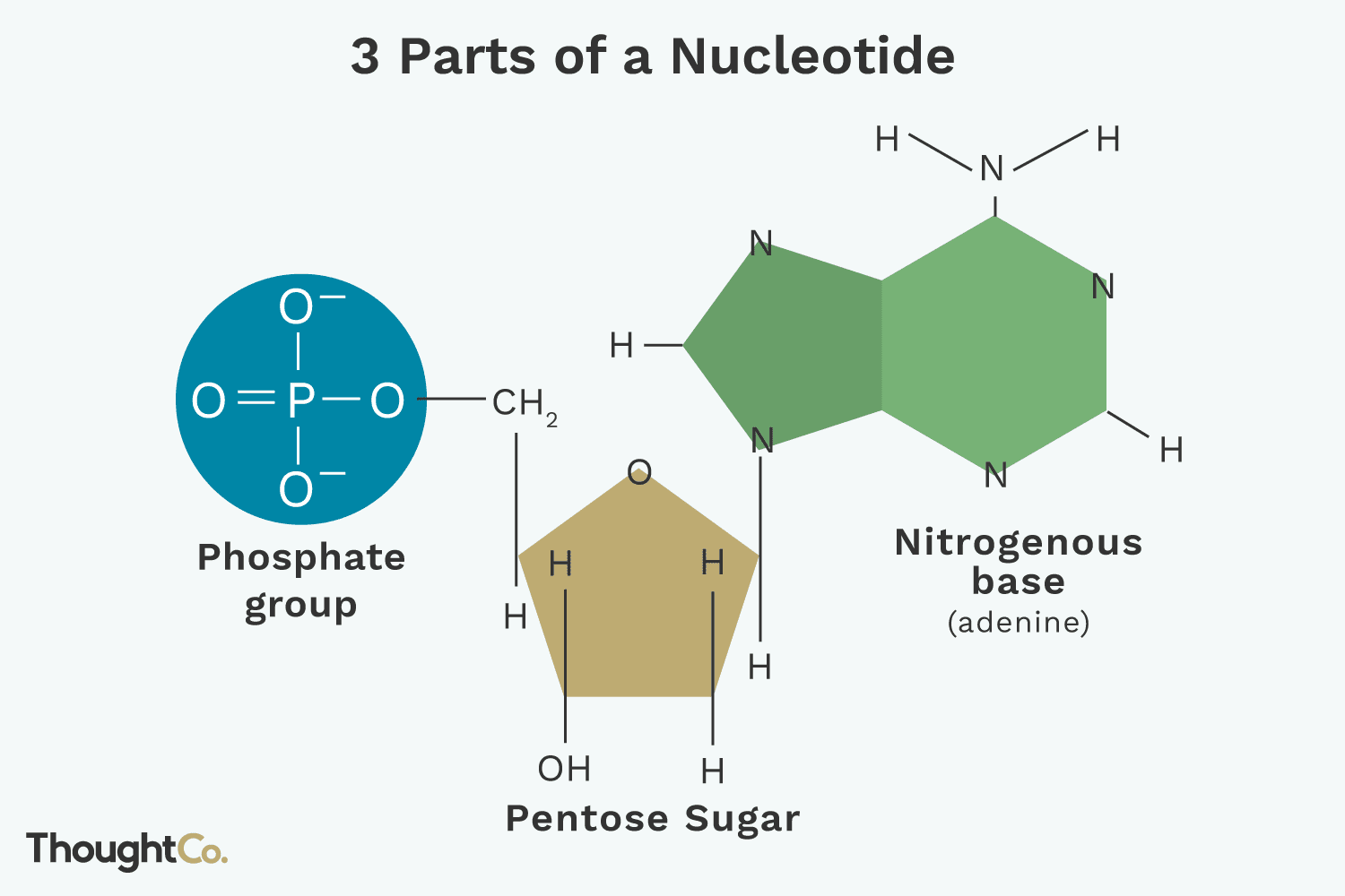 <p>Nucleotide structure </p>
